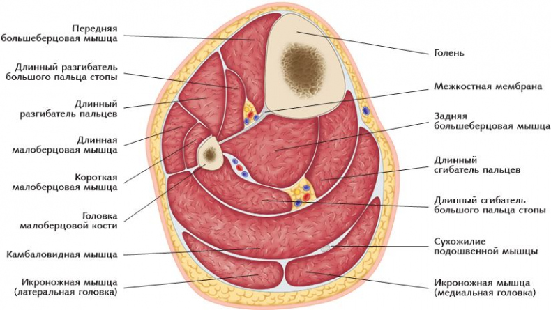Иллюстрация к книге — Анатомия стретчинга [i_151.jpg]