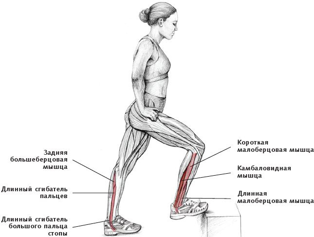 Иллюстрация к книге — Анатомия стретчинга [i_152.jpg]