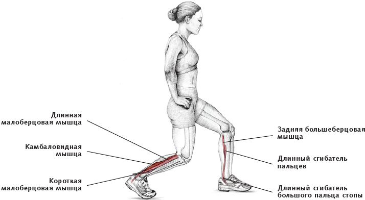 Иллюстрация к книге — Анатомия стретчинга [i_154.jpg]