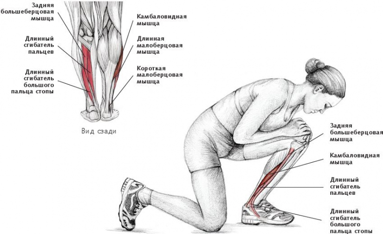 Иллюстрация к книге — Анатомия стретчинга [i_158.jpg]