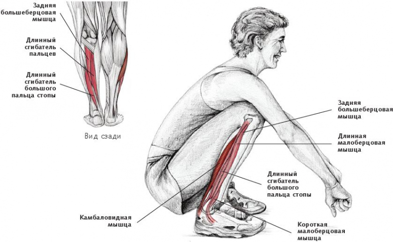 Иллюстрация к книге — Анатомия стретчинга [i_159.jpg]