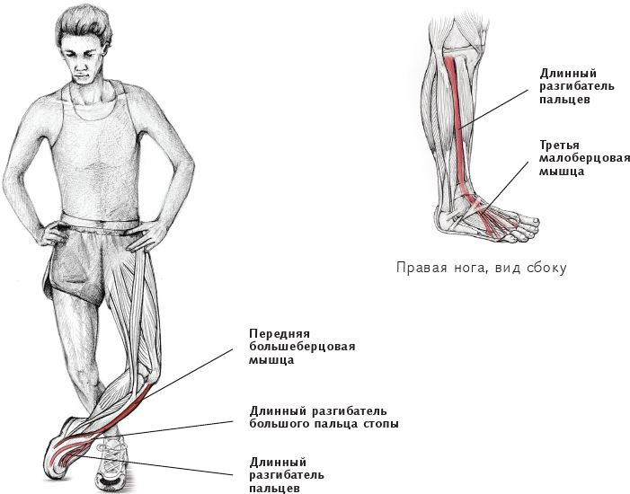 Иллюстрация к книге — Анатомия стретчинга [i_161.jpg]