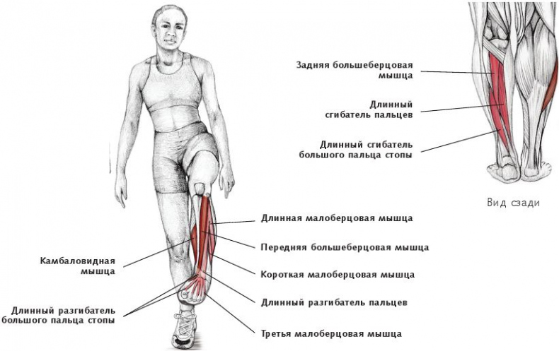 Иллюстрация к книге — Анатомия стретчинга [i_165.jpg]
