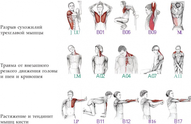 Иллюстрация к книге — Анатомия стретчинга [i_172.jpg]