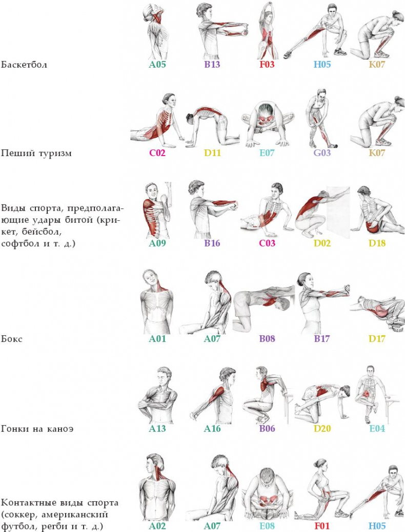 Иллюстрация к книге — Анатомия стретчинга [i_174.jpg]