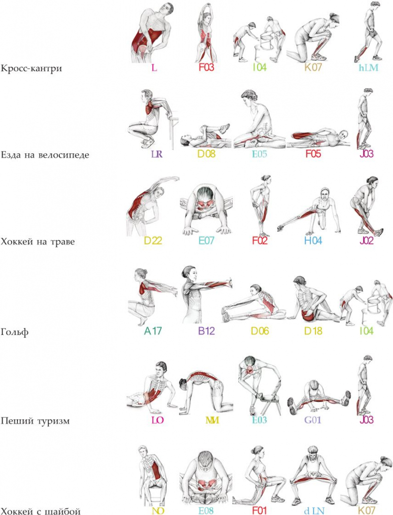 Иллюстрация к книге — Анатомия стретчинга [i_175.jpg]
