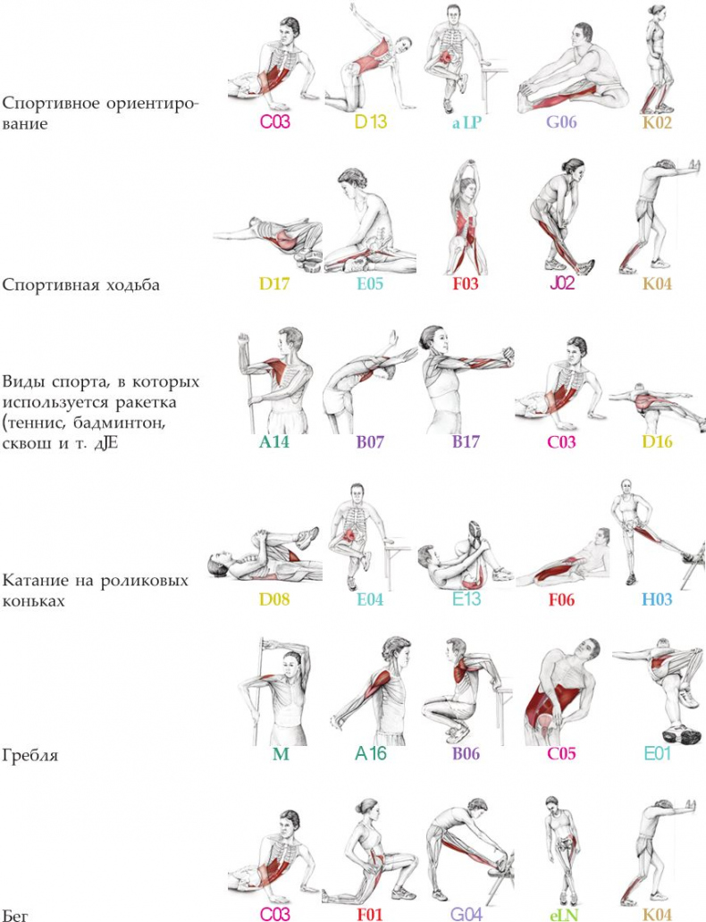 Иллюстрация к книге — Анатомия стретчинга [i_177.jpg]