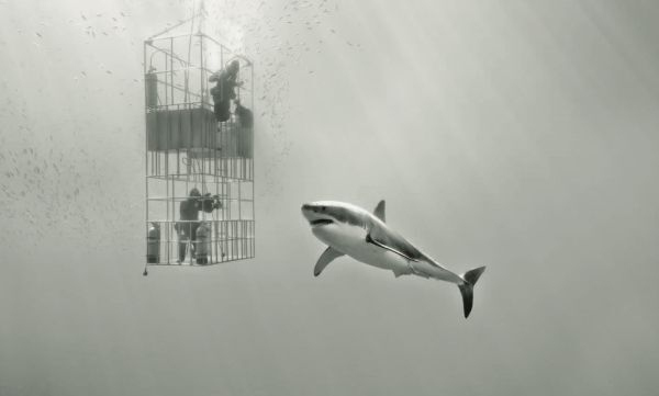 Иллюстрация к книге — Императоры глубин: Акулы. Самые загадочные, недооцененные и незаменимые стражи океана [i_002.jpg]