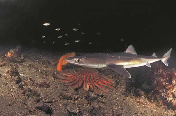 Иллюстрация к книге — Императоры глубин: Акулы. Самые загадочные, недооцененные и незаменимые стражи океана [i_003.jpg]