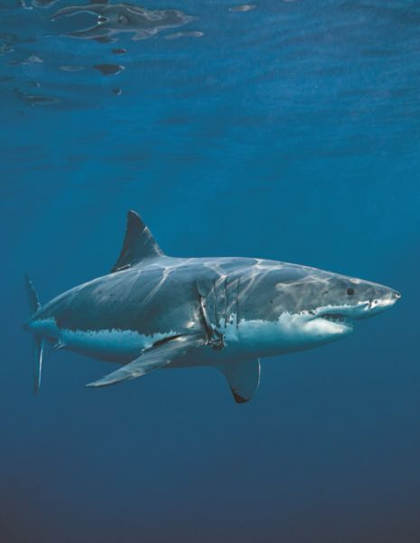 Иллюстрация к книге — Императоры глубин: Акулы. Самые загадочные, недооцененные и незаменимые стражи океана [i_004.jpg]