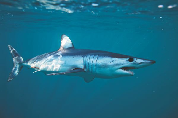 Иллюстрация к книге — Императоры глубин: Акулы. Самые загадочные, недооцененные и незаменимые стражи океана [i_006.jpg]