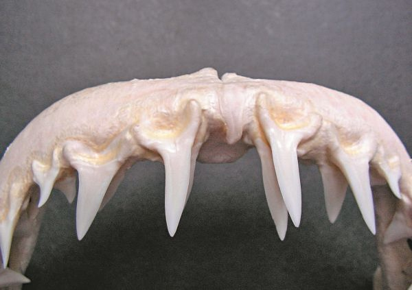 Иллюстрация к книге — Императоры глубин: Акулы. Самые загадочные, недооцененные и незаменимые стражи океана [i_007.jpg]