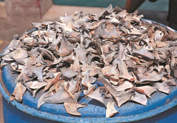 Иллюстрация к книге — Императоры глубин: Акулы. Самые загадочные, недооцененные и незаменимые стражи океана [i_020.jpg]