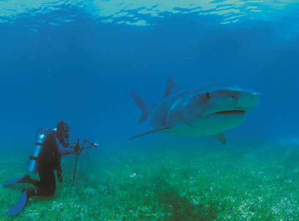 Иллюстрация к книге — Императоры глубин: Акулы. Самые загадочные, недооцененные и незаменимые стражи океана [i_023.jpg]