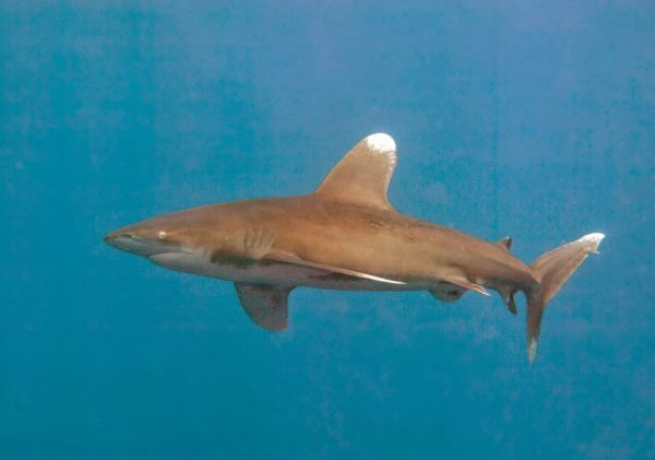 Иллюстрация к книге — Императоры глубин: Акулы. Самые загадочные, недооцененные и незаменимые стражи океана [i_024.jpg]