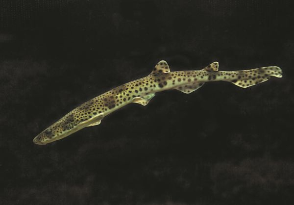 Иллюстрация к книге — Императоры глубин: Акулы. Самые загадочные, недооцененные и незаменимые стражи океана [i_028.jpg]