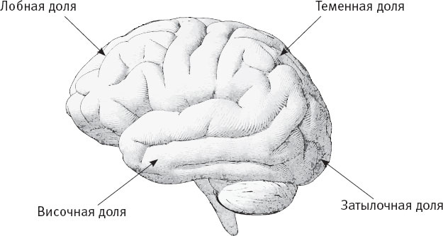 Иллюстрация к книге — Таблетка для мозга. Программа по восстановлению памяти и активизации когнитивных способностей [i_003.jpg]