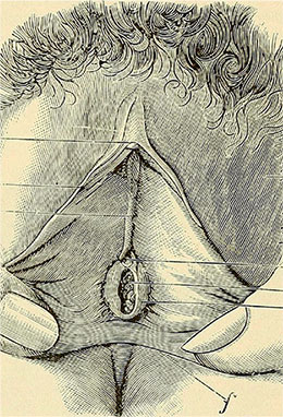 Иллюстрация к книге — Удивительная история секса. Взгляд сквозь века на одну из самых табуированных тем человечества [i_009.jpg]