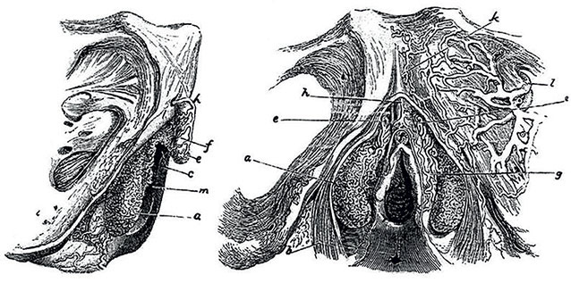 Иллюстрация к книге — Удивительная история секса. Взгляд сквозь века на одну из самых табуированных тем человечества [i_018.jpg]