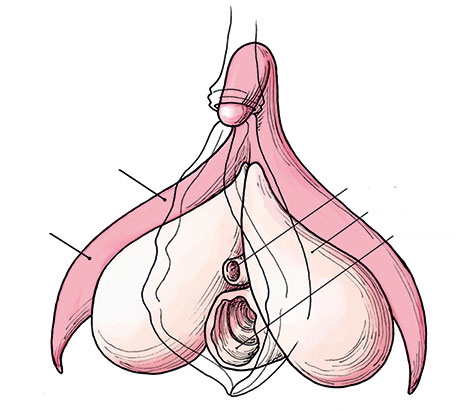 Иллюстрация к книге — Удивительная история секса. Взгляд сквозь века на одну из самых табуированных тем человечества [i_020.jpg]