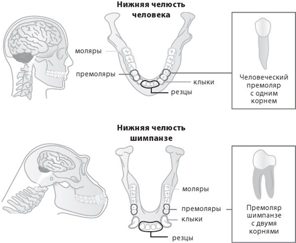Иллюстрация к книге — Как мы стали людьми. Поиски истоков человечества [i_001.jpg]
