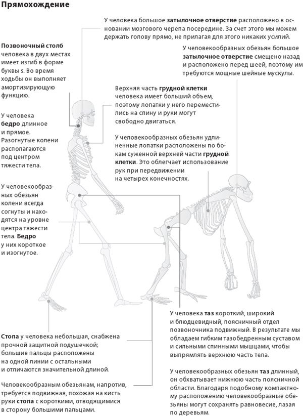 Иллюстрация к книге — Как мы стали людьми. Поиски истоков человечества [i_010.jpg]