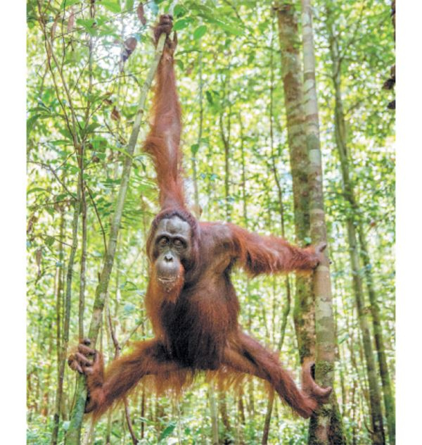 Иллюстрация к книге — Как мы стали людьми. Поиски истоков человечества [i_032.jpg]