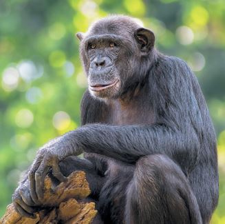 Иллюстрация к книге — Как мы стали людьми. Поиски истоков человечества [i_034.jpg]