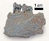 Иллюстрация к книге — Как мы стали людьми. Поиски истоков человечества [i_038.jpg]