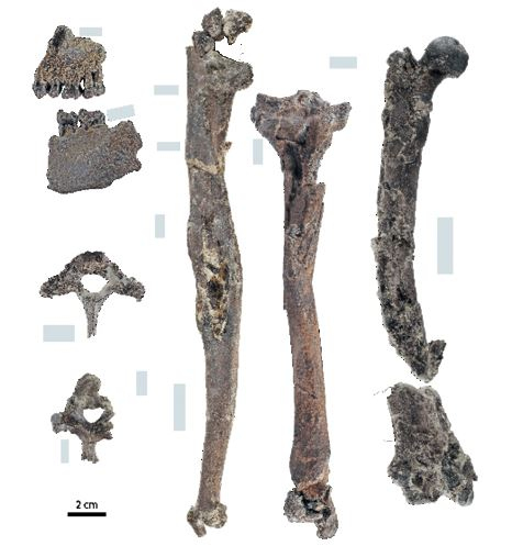 Иллюстрация к книге — Как мы стали людьми. Поиски истоков человечества [i_039.jpg]