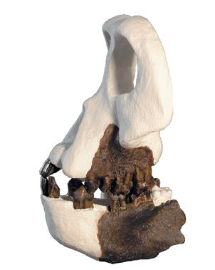 Иллюстрация к книге — Как мы стали людьми. Поиски истоков человечества [i_040.jpg]