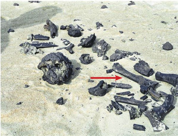 Иллюстрация к книге — Как мы стали людьми. Поиски истоков человечества [i_044.jpg]