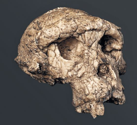 Иллюстрация к книге — Как мы стали людьми. Поиски истоков человечества [i_045.jpg]