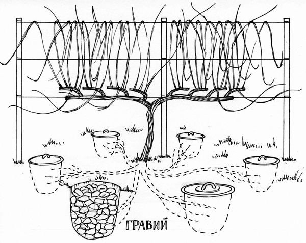 Иллюстрация к книге — Золотые правила садовода и огородника. 7 секретов большого урожая [i_004.jpg]
