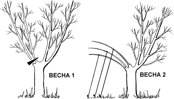 Иллюстрация к книге — Золотые правила садовода и огородника. 7 секретов большого урожая [i_009.jpg]