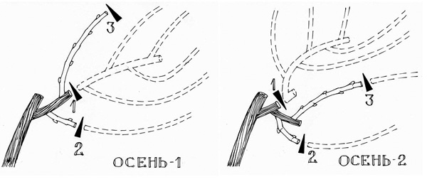 Иллюстрация к книге — Золотые правила садовода и огородника. 7 секретов большого урожая [i_011.jpg]