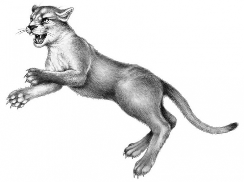 Иллюстрация к книге — Караг и волчье испытание [i_003.jpg]