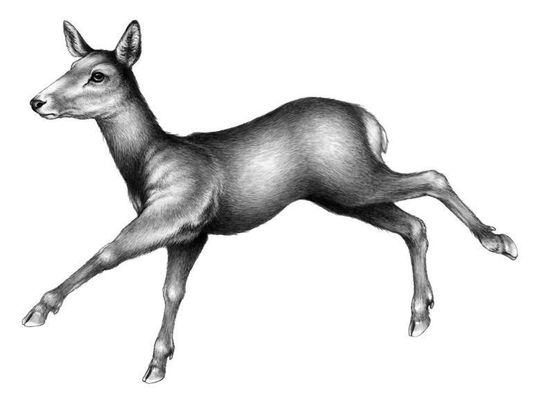 Иллюстрация к книге — Караг и волчье испытание [i_004.jpg]