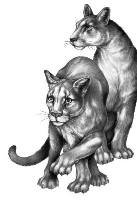 Иллюстрация к книге — Караг и волчье испытание [i_006.jpg]