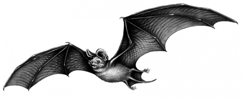 Иллюстрация к книге — Караг и волчье испытание [i_009.jpg]