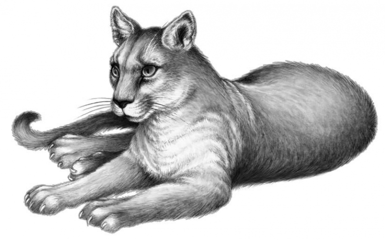 Иллюстрация к книге — Караг и волчье испытание [i_011.jpg]