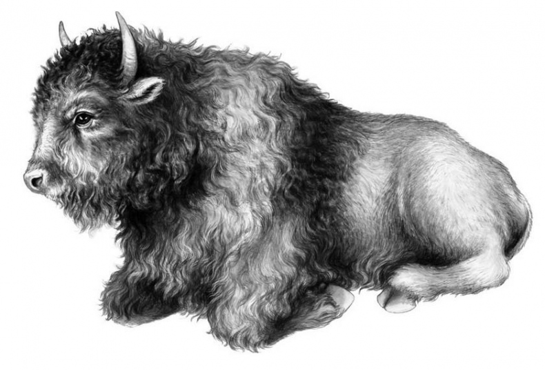 Иллюстрация к книге — Караг и волчье испытание [i_017.jpg]