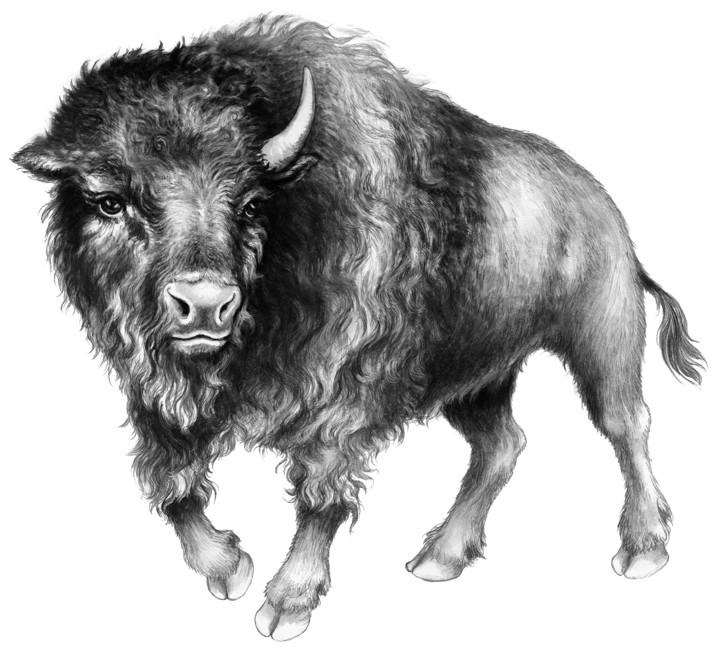 Иллюстрация к книге — Караг и волчье испытание [i_025.jpg]