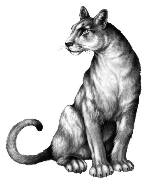 Иллюстрация к книге — Караг и волчье испытание [i_027.jpg]