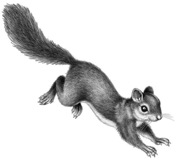 Иллюстрация к книге — Караг и волчье испытание [i_030.jpg]