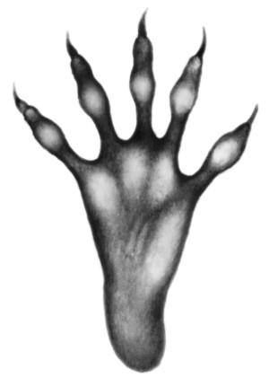 Иллюстрация к книге — Караг и волчье испытание [i_034.jpg]