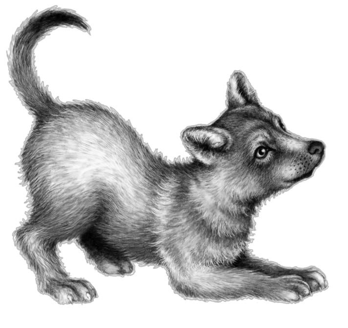 Иллюстрация к книге — Караг и волчье испытание [i_035.jpg]