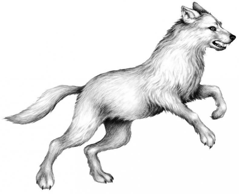 Иллюстрация к книге — Караг и волчье испытание [i_039.jpg]