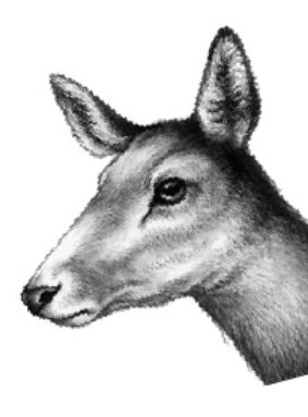 Иллюстрация к книге — Секрет сфинкса [i_002.jpg]