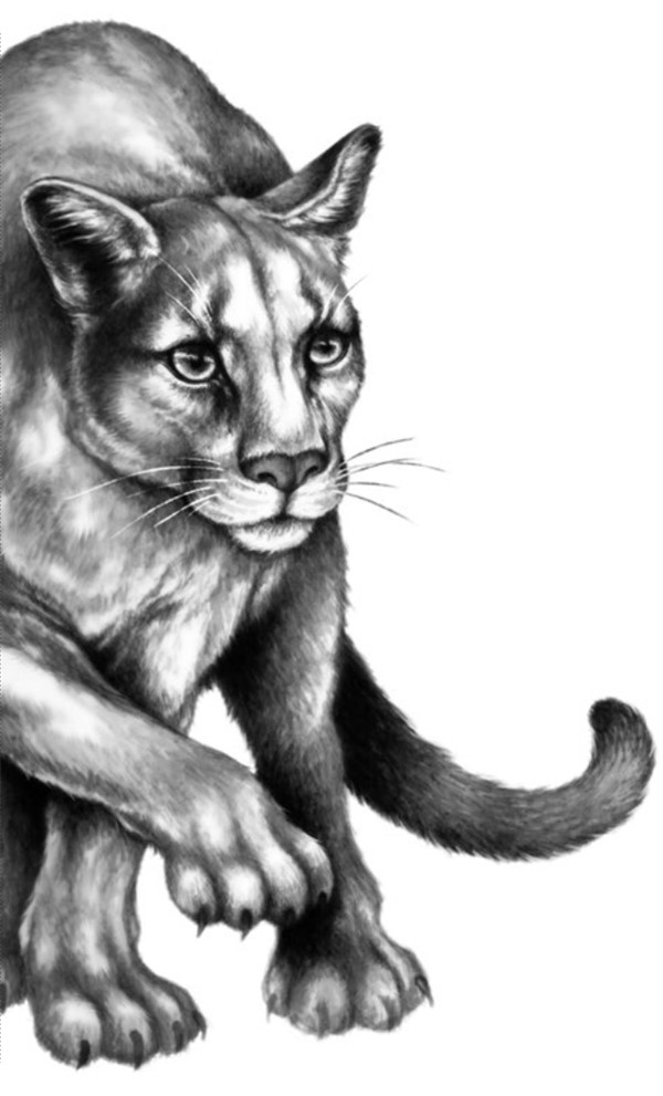 Иллюстрация к книге — Секрет сфинкса [i_008.jpg]